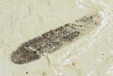 Fossil Climbing Fern And Unidentified Leaf - Green River Formation #109626-2